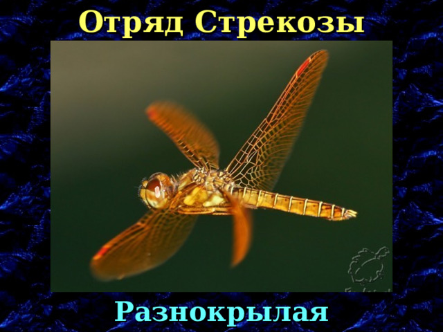 Отряд Стрекозы Разнокрылая стрекоза 