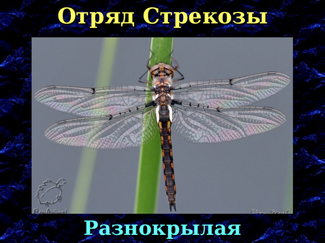 Отряд Стрекозы Разнокрылая стрекоза 