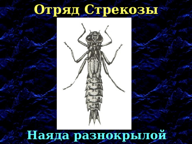 Отряд Стрекозы Наяда разнокрылой стрекозы 