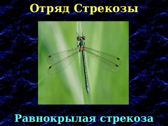 Отряд Стрекозы Равнокрылая стрекоза (лютка) 