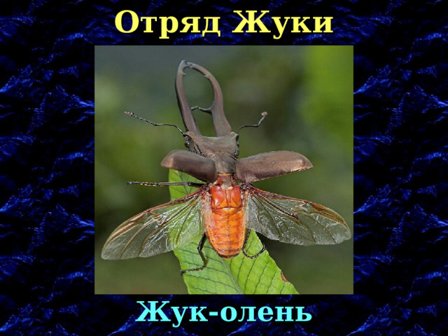 Отряд Жуки Жук-олень 
