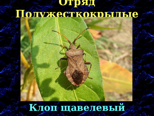 Отряд Полужесткокрылые Клоп щавелевый 