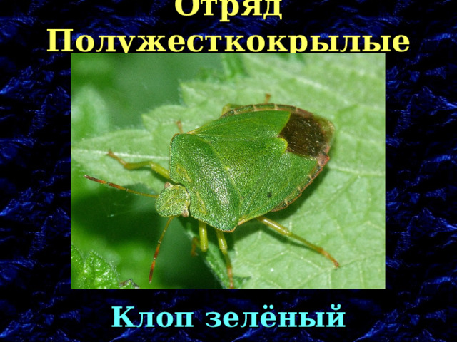 Отряд Полужесткокрылые Клоп зелёный 