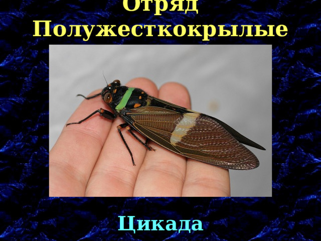 Отряд Полужесткокрылые Цикада 