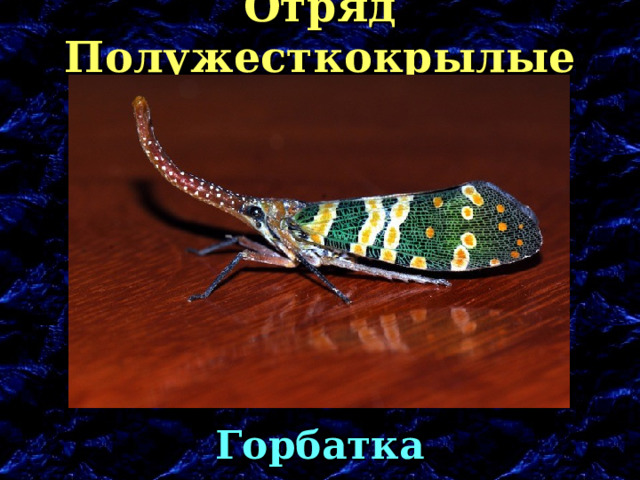Отряд Полужесткокрылые Горбатка 