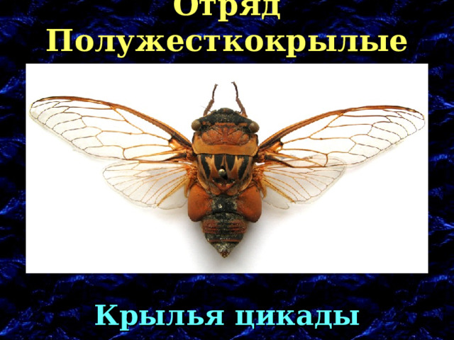 Отряд Полужесткокрылые Крылья цикады 