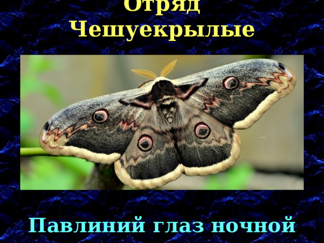 Отряд Чешуекрылые Павлиний глаз ночной 