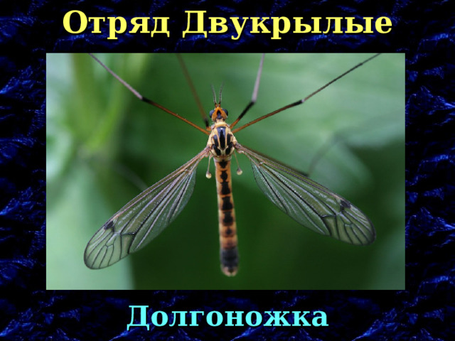 Отряд Двукрылые Долгоножка 