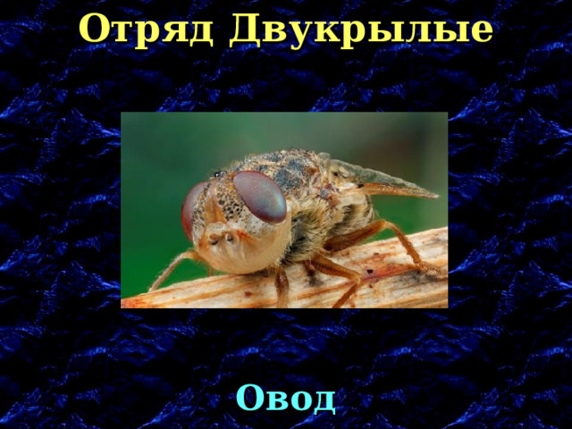 Отряд Двукрылые Овод 