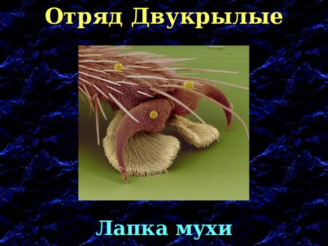 Отряд Двукрылые Лапка мухи 