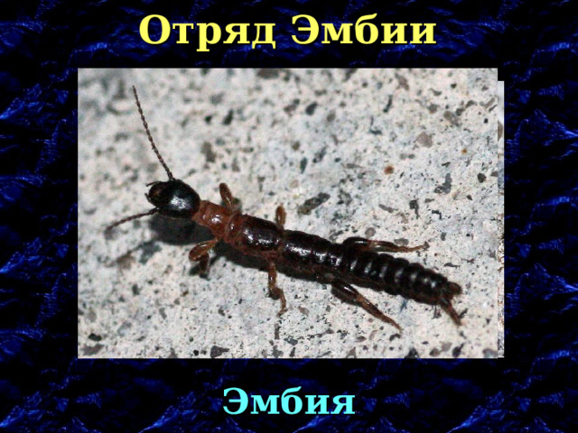 Отряд Эмбии Эмбия 