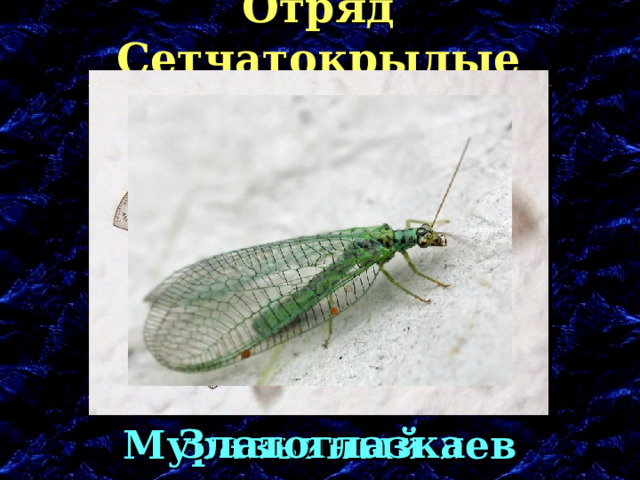 Отряд Сетчатокрылые Златоглазка Муравьиный лев 