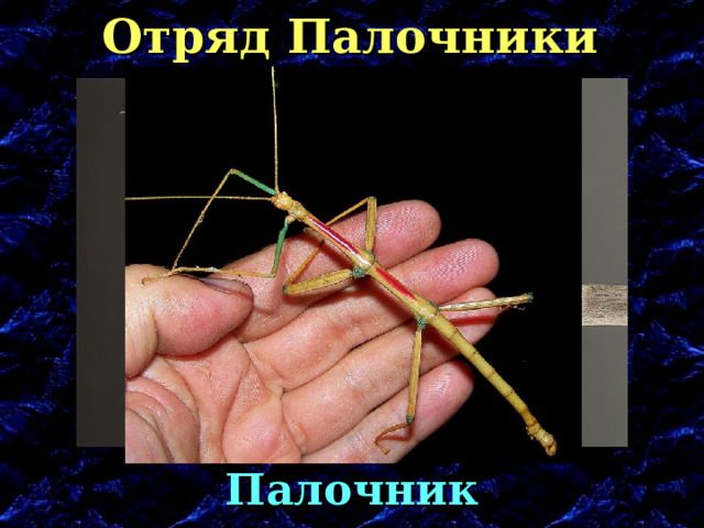 Отряд Палочники Палочник 