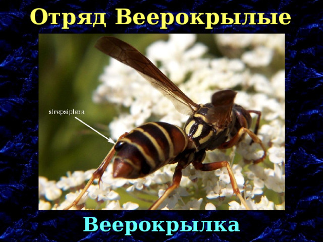 Отряд Веерокрылые Веерокрылка 
