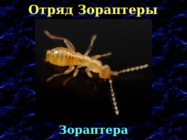 Отряд Зораптеры Зораптера 