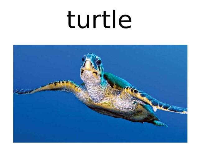 turtle 