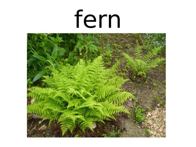 fern 