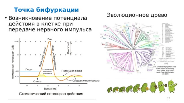 Точка бифуркации Эволюционное древо Возникновение потенциала действия в клетке при передаче нервного импульса  