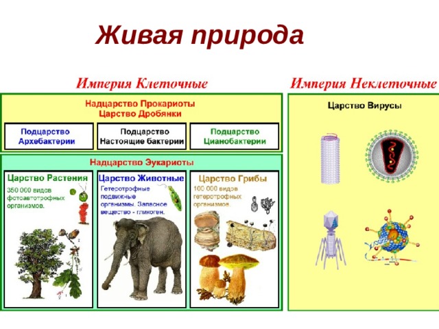 Живая природа 