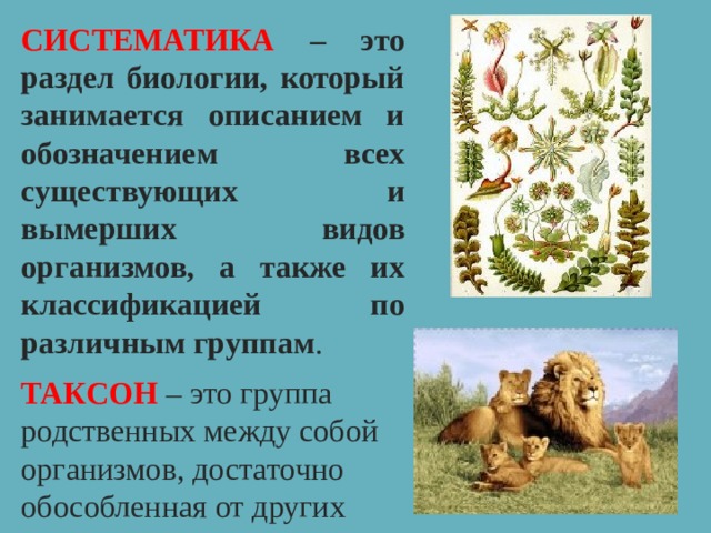 СИСТЕМАТИКА – это раздел биологии, который занимается описанием и обозначением всех существующих и вымерших видов организмов, а также их классификацией по различным группам . ТАКСОН – это группа родственных между собой организмов, достаточно обособленная от других таксономических групп (вид, род, класс) 