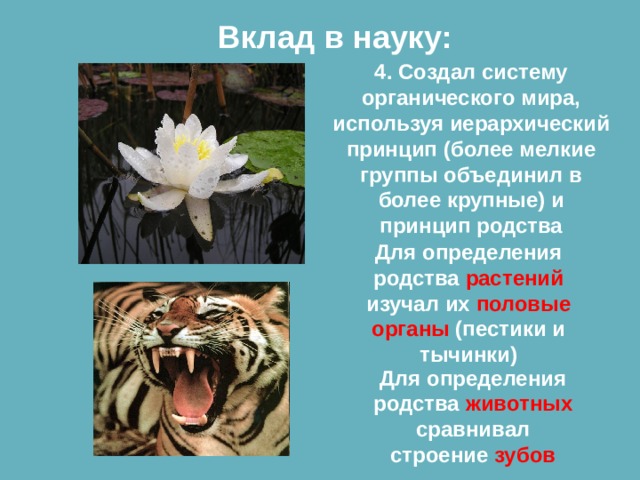 Вклад в науку: 4. Создал систему органического мира, используя иерархический принцип (более мелкие группы объединил в более крупные) и принцип родства Для определения родства растений изучал их половые органы (пестики и тычинки) Для определения родства животных сравнивал строение зубов 