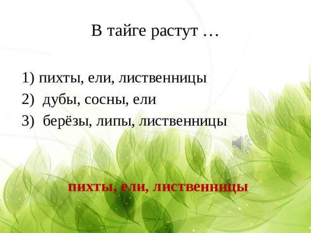 В тайге растут … пихты, ели, лиственницы  дубы, сосны, ели  берёзы, липы, лиственницы пихты, ели, лиственницы