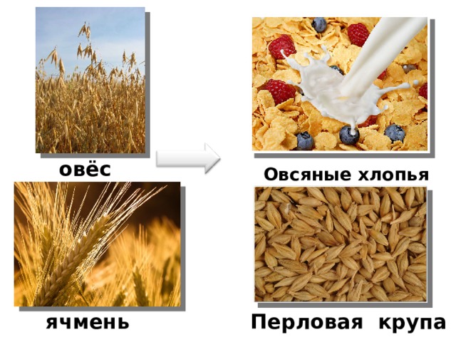овёс Овсяные хлопья ячмень Перловая крупа 