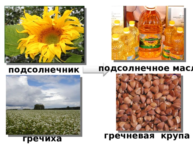 подсолнечное масло подсолнечник гречневая крупа гречиха 