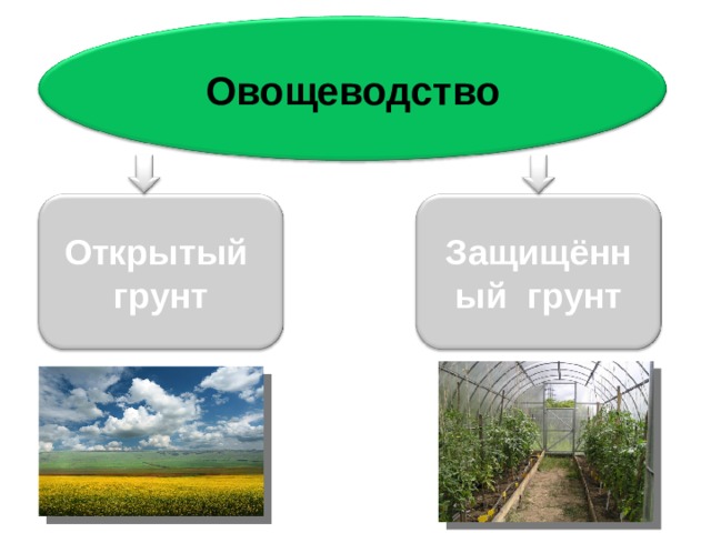 Овощеводство Открытый грунт Защищённый грунт 