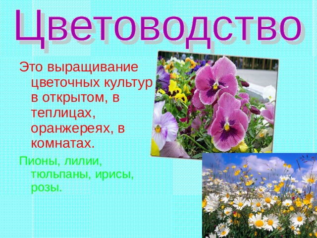 Это выращивание цветочных культур в открытом, в теплицах, оранжереях, в комнатах. Пионы, лилии, тюльпаны, ирисы, розы. 