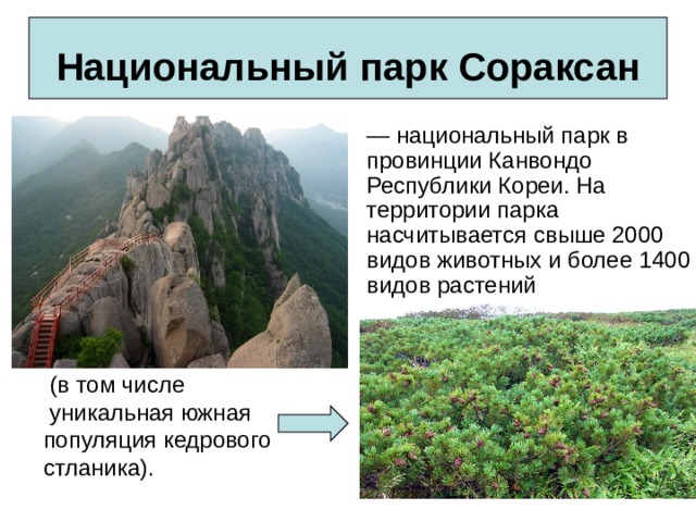 Национальный парк Сораксан — национальный парк в провинции Канвондо Республики Кореи. На территории парка насчитывается свыше 2000 видов животных и более 1400 видов растений  (в том числе  уникальная южная  популяция кедрового   стланика). 