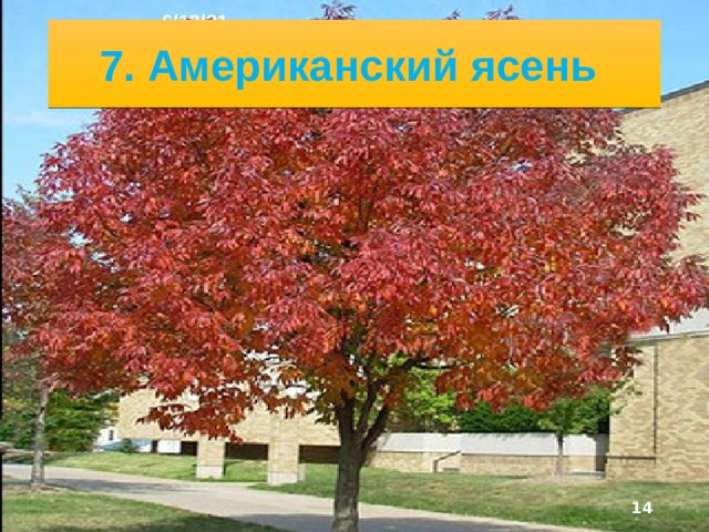 6/13/21 В области Великих озёр и бассейне реки Святого Лаврентия леса смешанные. Здесь растут белая и крас­ная сосна, восточный хемлок (тсуга канадская), амери­канские ясень, вяз, липа, сахарный клен - националь­ный символ Канады. Лес - одно из главных богатств района. Лесопиление и деревообработка - традицион­ные занятия населения.   