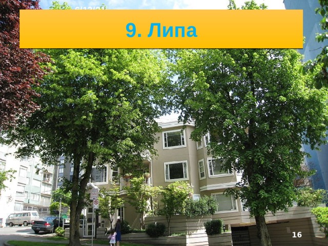 6/13/21 8. Вяз  