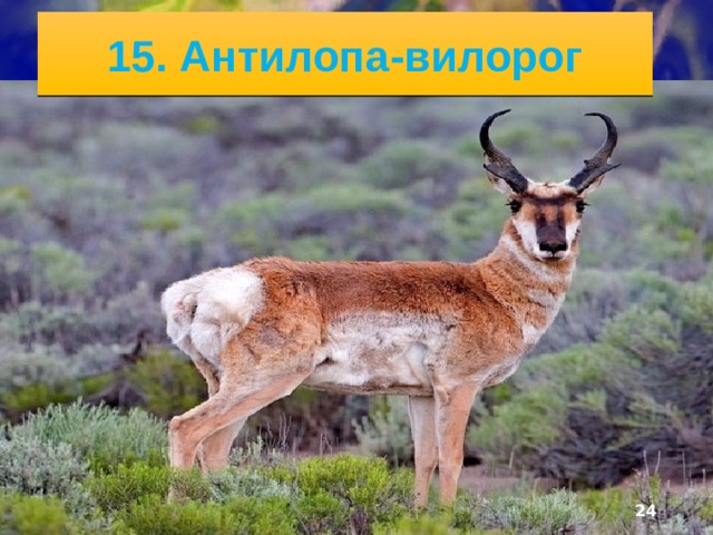 6/13/21 Осадков мало, особенно на западе (менее 300 мм в год). Природные условия на востоке наиболее пригодны для возделывания пшеницы, а ближе к Кордильерам - для пастбищного скотоводства. Сельскохозяйственная деятельность сильно изменила природные комплексы, в том числе животный мир: исчезли степные бизоны, антилопы-вилороги, зато сильно распространились грызуны (суслики, сурки и эндемик Северной Америки - луговая собачка).    
