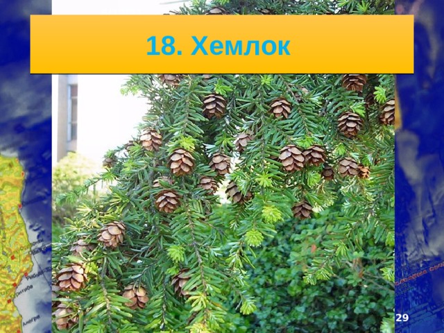6/13/21 Горы покрыты хвойными, а южнее - смешанными и широколиственными лесами. Там, где не было лед­ников, леса особенно богаты: ели, хемлок , сахарный и красный клены, дубы, липы, платаны, плющ, вино­град. Здесь растут и древние виды растений: тюльпан­ное дерево, американский орех гикори. В предгорьях и широких речных долинах с плодородными почвами леса сильно пострадали от вырубок.   
