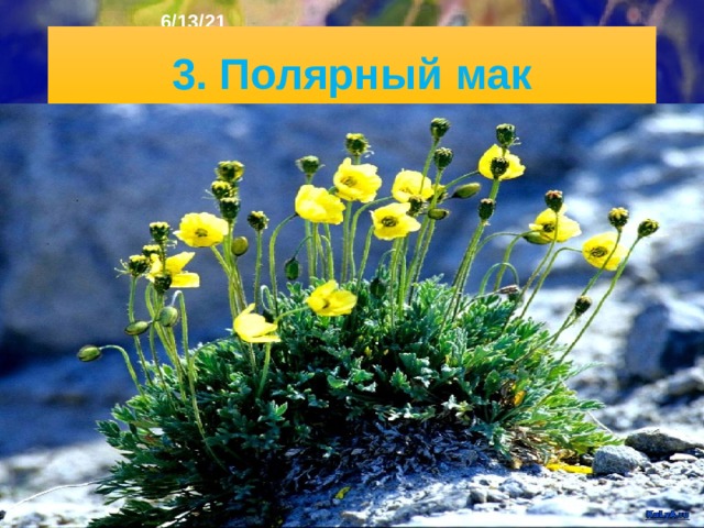 6/13/21 В южных районах Гренландии встречаются яркие зелёные луга, карликовые ольха и берёза, черника. Климат Арктики очень суровый, во внутренних районах Гренландии средние температуры января достигают -46 °С, июля -12 °С. На западе и юге Гренландии и большинстве канадских островов температуры июля положительные (до +8 ... + 12 °С).   