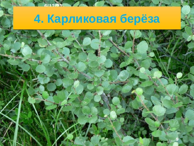 6/13/21 3. Полярный мак  