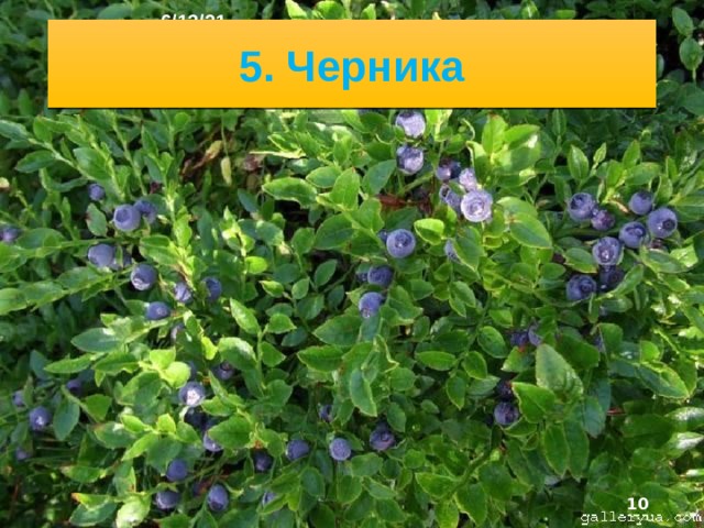 6/13/21 4. Карликовая берёза  