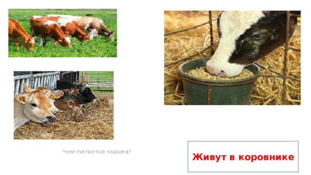 Живут в коровнике 