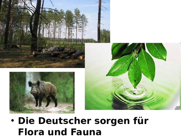Die Deutscher sorgen für Flora und Fauna 