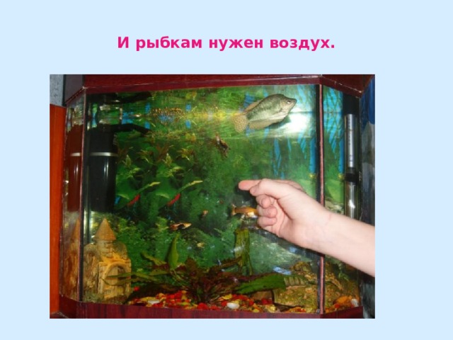 И рыбкам нужен воздух. 