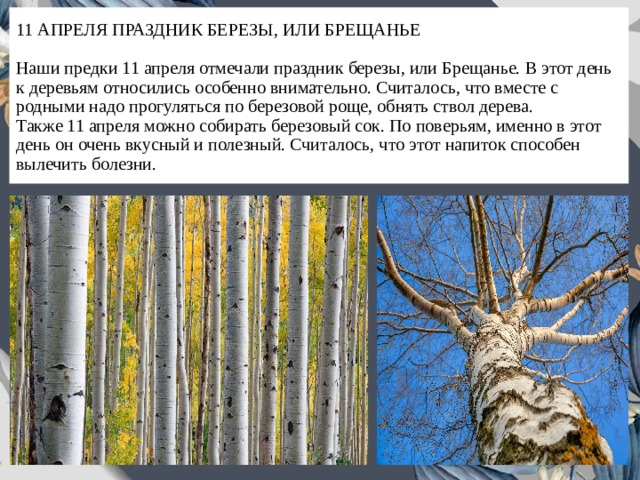 11 АПРЕЛЯ ПРАЗДНИК БЕРЕЗЫ, ИЛИ БРЕЩАНЬЕ   Наши предки 11 апреля отмечали праздник березы, или Брещанье. В этот день к деревьям относились особенно внимательно. Считалось, что вместе с родными надо прогуляться по березовой роще, обнять ствол дерева.  Также 11 апреля можно собирать березовый сок. По поверьям, именно в этот день он очень вкусный и полезный. Считалось, что этот напиток способен вылечить болезни. 
