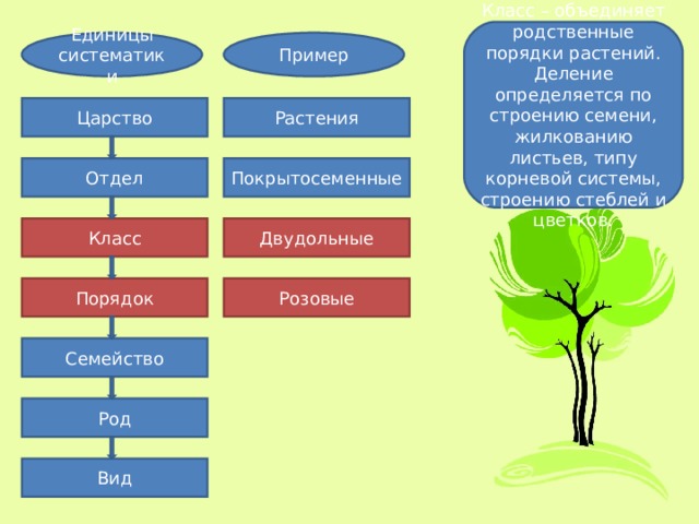 Класс – объединяет родственные порядки растений. Деление определяется по строению семени, жилкованию листьев, типу корневой системы, строению стеблей и цветков. Пример Единицы систематики Царство Растения Отдел Покрытосеменные Класс Двудольные Порядок Розовые Семейство Род Вид 