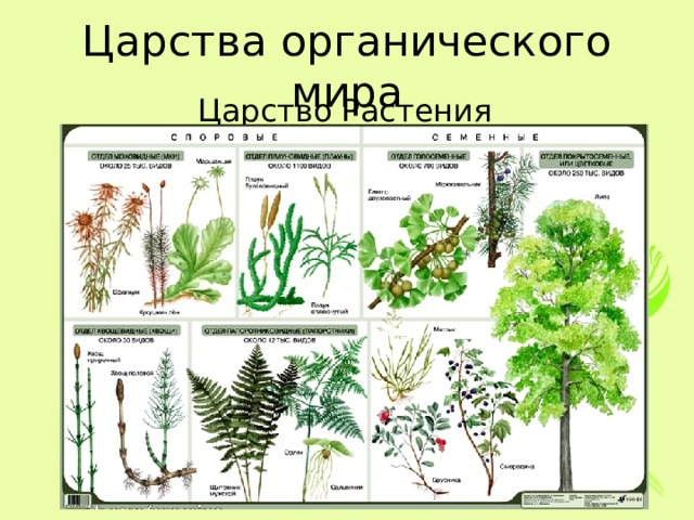 Царства органического мира Царство Растения 