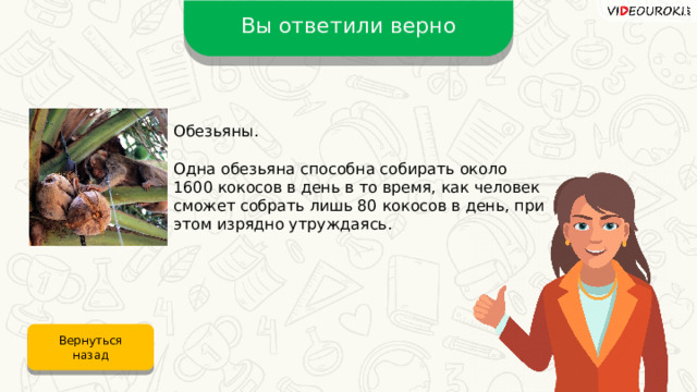 Вы ответили верно Обезьяны. Одна обезьяна способна собирать около 1600 кокосов в день в то время, как человек сможет собрать лишь 80 кокосов в день, при этом изрядно утруждаясь. Вернуться назад 