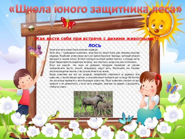 «Как вести себя при встрече с дикими животными?» ЛОСЬ Зачастую лось может быть опаснее медведя. Хотя лось – травоядное животное, зачастую он может быть для человека опаснее медведя. Наиболее агрессивны лоси во время брачного периода, который обычно проходит в начале осени. В этой ситуации сохатый крайне опасен, и гораздо легче будет предотвратить подобную встречу, чем спастись, когда она уже состоялась. Если вы видите, что кора на деревьях ободрана примерно на уровне человеческого роста, значит, неподалеку ходит лось. Распознать его близкое местонахождение можно и по кучкам помета на земле. Когда животное вас все же увидело, попробуйте спрятаться за деревом. Как известно, у лосей плохое зрение, и сохатый может потерять вас из виду. Не бегите: так вы только вызовете у него большую агрессию. Пока животное смотрит на вас, замрите и не шевелитесь, а если лось нападает, залезьте на дерево и дождитесь, чтобы он ушел. 