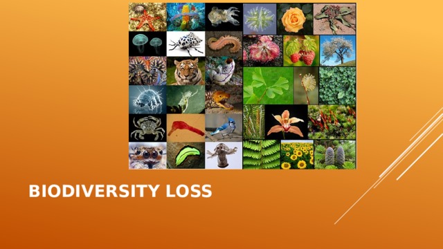 Biodiversity Loss 
