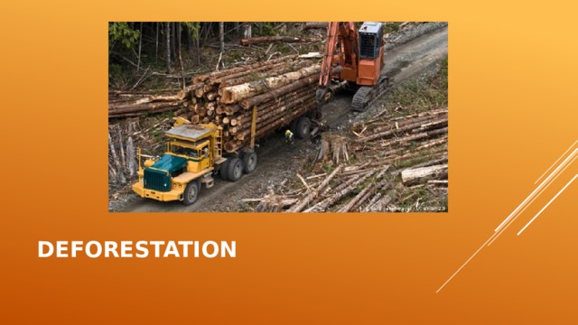 Deforestation 
