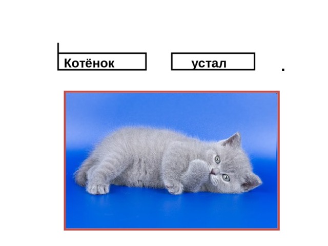 .  Котёнок  устал  