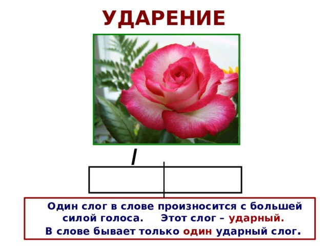 УДАРЕНИЕ /  Один слог в слове произносится с большей  силой голоса. Этот слог – ударный.  В слове бывает только один ударный слог . 